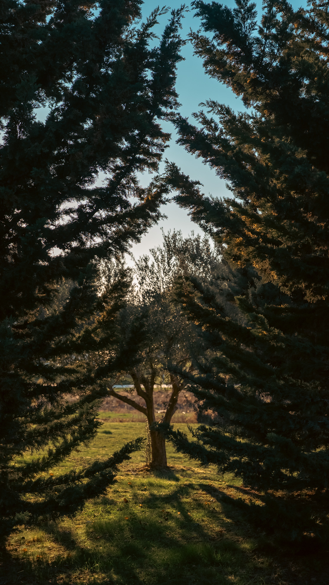 Olive tree framed by cypress branches, Amarin Rovinj