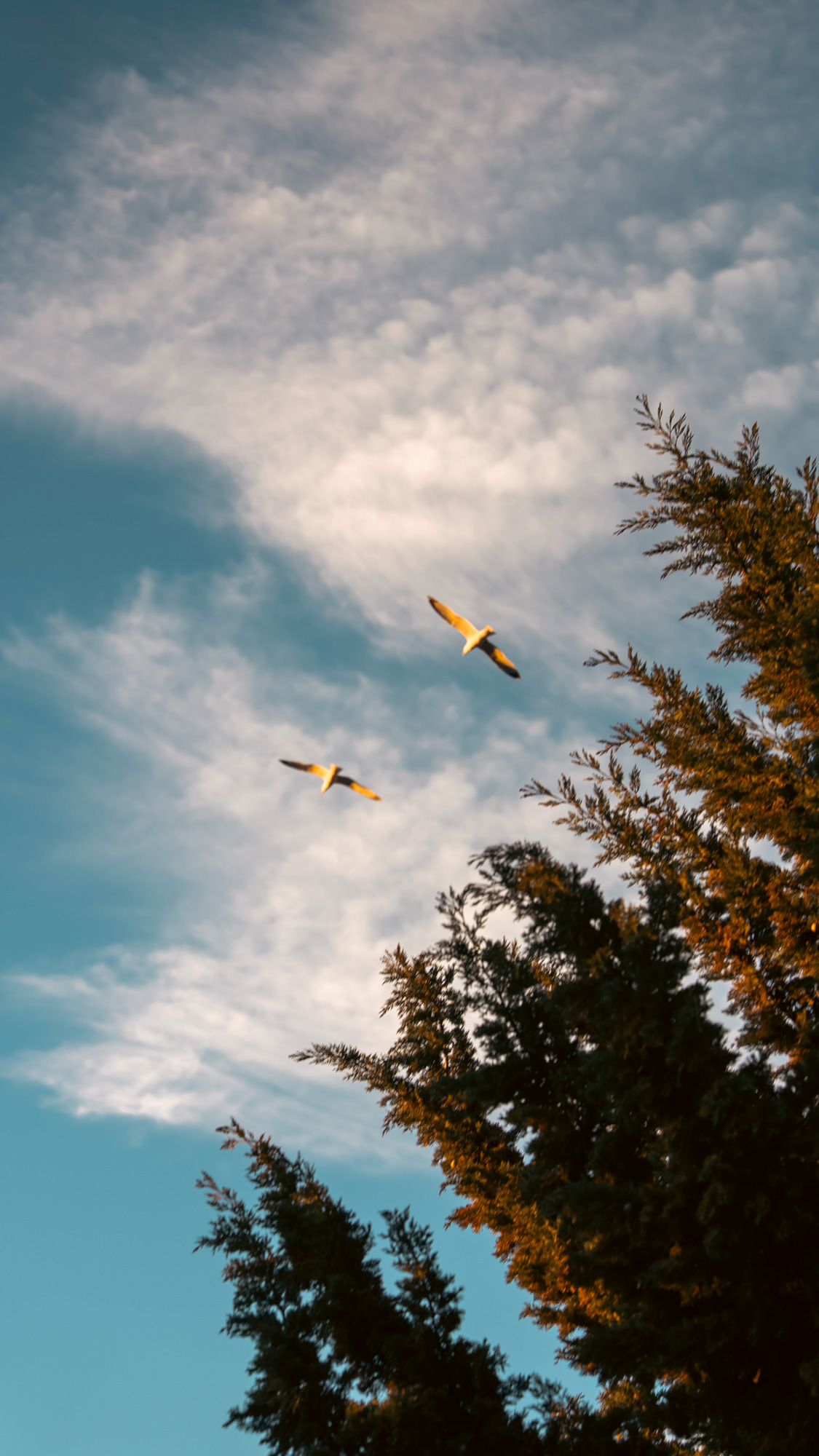 Two gulls crossing a golden sky above the Amarin grounds