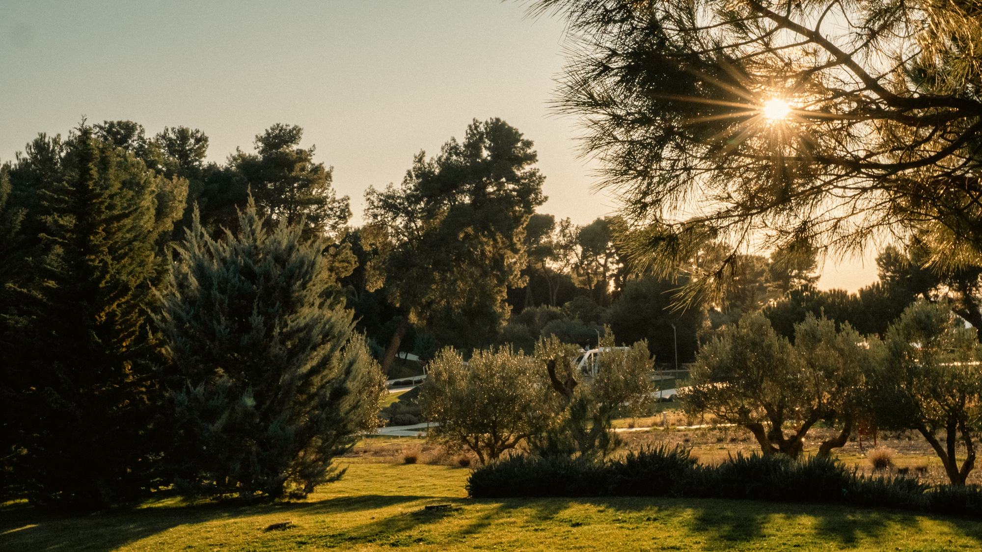 Sun flare through pine and olive trees on the Amarin grounds