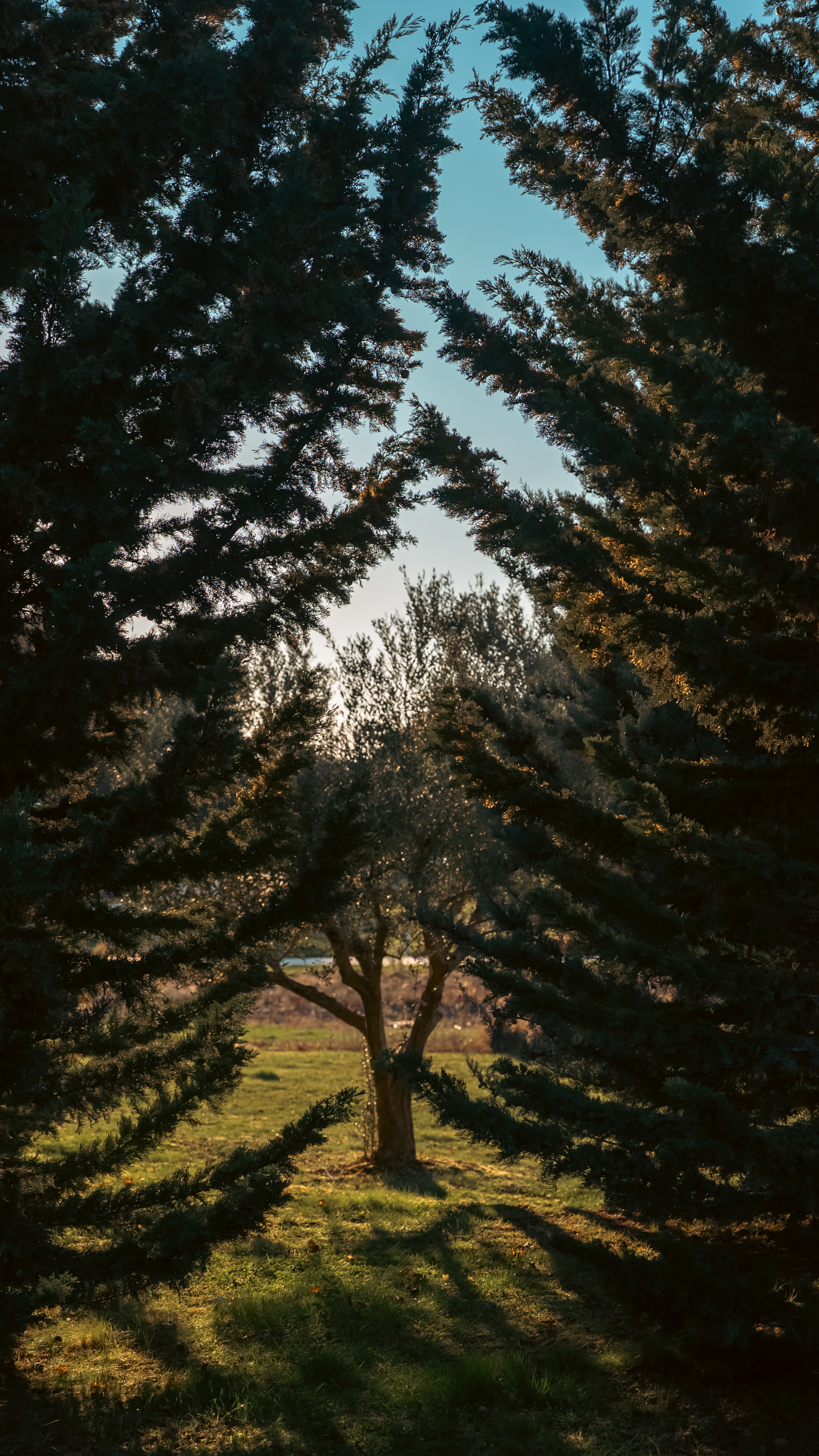 Olive tree framed by cypress branches, Amarin Rovinj