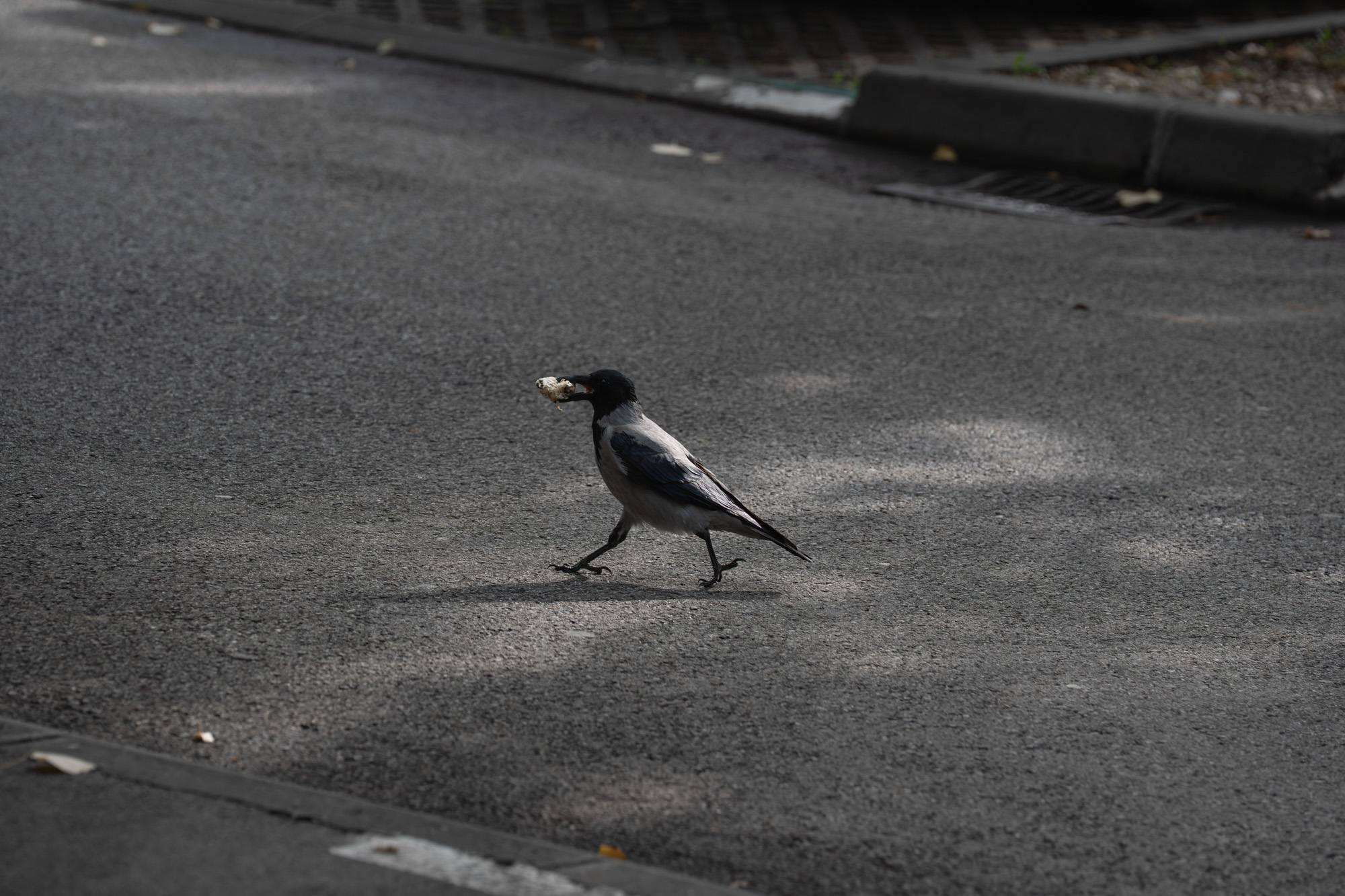 Hooded crow crossing a Belgrade street with food in its beak