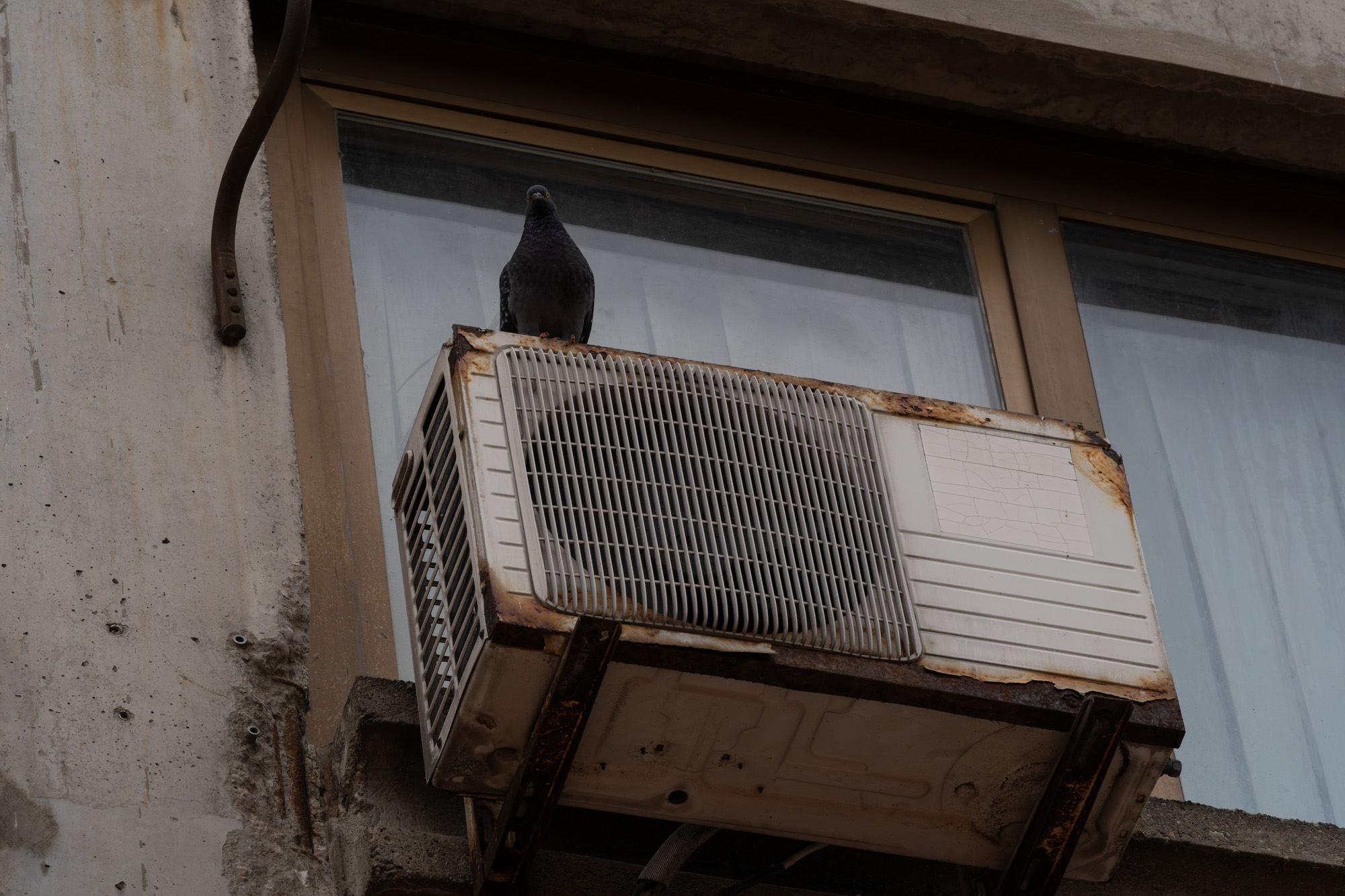 Pigeon perched on a rusted AC unit, Belgrade