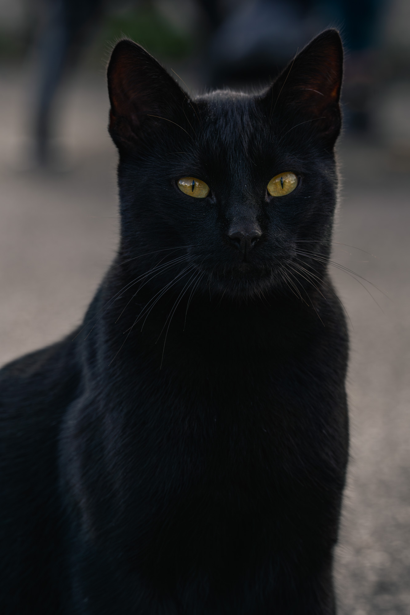 Black cat portrait, Belgrade street